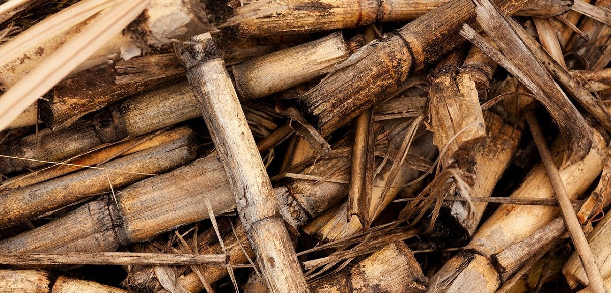 Temperature control in biomass plants for power generation | VisionTIR
